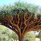 Dragon Blood Tree (Dracaena cinnabari Balf) Dracaena Trees Four Seasons 10 PCS Seeds Dragon Blood Tree (Dracaena cinnabari Balf) Dracaena Trees Four Seasons 10 PCS Seeds