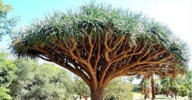 Dragon Blood Tree (Dracaena cinnabari Balf) Dracaena Trees Four Seasons 10 PCS Seeds