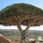 Dragon Blood Tree (Dracaena cinnabari Balf) Dracaena Trees Four Seasons 10 PCS Seeds