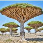 Dragon Blood Tree (Dracaena cinnabari Balf) Dracaena Trees Four Seasons 10 PCS Seeds
