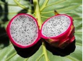 Dragon Fruit Pitaya Red (White, Yellow) Organic 100 PCS Seeds