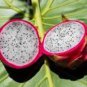Dragon Fruit Pitaya Red (White, Yellow) Organic 100 PCS Seeds