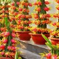 Dragon Fruit Pitaya Red (White, Yellow) Organic 100 PCS Seeds