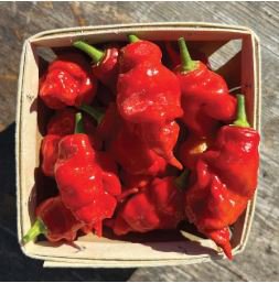Dragon's Breath Chili Pepper 200 PCS Seeds