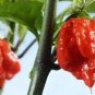 Dragon's Breath Chili Pepper 200 PCS Seeds
