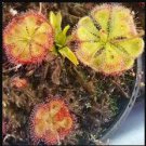 Drosera Burmanni 100 PCS Seeds