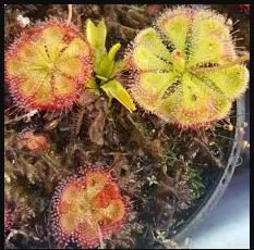 Drosera Burmanni 100 PCS Seeds