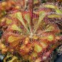 Drosera Burmanni 100 PCS Seeds
