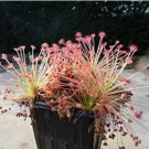 Drosera Paradoxa Carnivorous Very Rare Plant 10 PCS Seeds Drosera Paradoxa Carnivorous Very Rare Plant 10 PCS Seeds