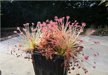 Drosera Paradoxa Carnivorous Very Rare Plant 10 PCS Seeds