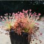 Drosera Paradoxa Carnivorous Very Rare Plant 10 PCS Seeds