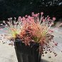 Drosera Paradoxa Carnivorous Very Rare Plant 10 PCS Seeds