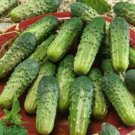 Dryland Cucumber 250 PCS Seeds