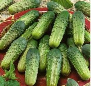 Dryland Cucumber 250 PCS Seeds