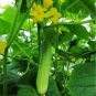 Dryland Cucumber 250 PCS Seeds