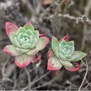 Dudleya abramsii Succulents Garden Plants 20 PCS Seeds
