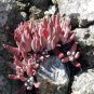 Dudleya abramsii Succulents Garden Plants 20 PCS Seeds