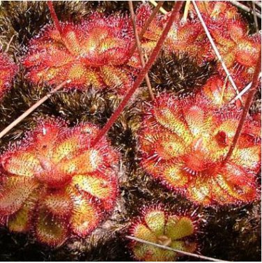 Drosera Burmanni 100 PCS Seeds