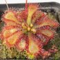 Drosera Burmanni 100 PCS Seeds