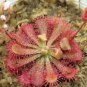 Drosera Burmanni 100 PCS Seeds