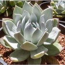 Dudleya acuminata Succulents Garden Plants 20 PCS Seeds Dudleya acuminata Succulents Garden Plants 20 PCS Seeds
