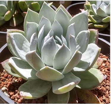 Dudleya acuminata Succulents Garden Plants 20 PCS Seeds