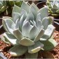 Dudleya acuminata Succulents Garden Plants 20 PCS Seeds