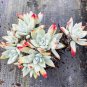 Dudleya acuminata Succulents Garden Plants 20 PCS Seeds