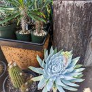 Dudleya anthonyi 'Mision' Succulents Garden Plants 20 PCS Seeds Dudleya anthonyi 'Mision' Succulents Garden Plants 20 PCS Seeds