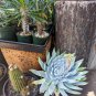 Dudleya anthonyi 'Mision' Succulents Garden Plants 20 PCS Seeds