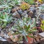 Dudleya anthonyi 'Mision' Succulents Garden Plants 20 PCS Seeds