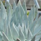 Dudleya brittonii Succulents Garden Plants 20 PCS Seeds