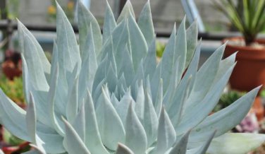 Dudleya brittonii Succulents Garden Plants 20 PCS Seeds