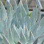 Dudleya brittonii Succulents Garden Plants 20 PCS Seeds