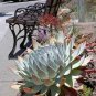Dudleya brittonii Succulents Garden Plants 20 PCS Seeds