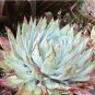 Dudleya brittonii Succulents Garden Plants 20 PCS Seeds