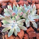 Dudleya collomiae Succulents Garden Plants 20 PCS Seeds
