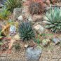 Dudleya collomiae Succulents Garden Plants 20 PCS Seeds