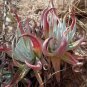 Dudleya collomiae Succulents Garden Plants 20 PCS Seeds