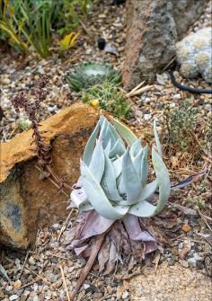 Dudleya cultrata Succulents Garden Plants 20 PCS Seeds