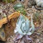 Dudleya cultrata Succulents Garden Plants 20 PCS Seeds