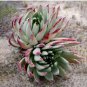 Dudleya cultrata Succulents Garden Plants 20 PCS Seeds