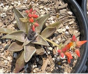 Dudleya cymosa Succulents Garden Plants 20 PCS Seeds