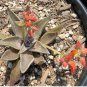 Dudleya cymosa Succulents Garden Plants 20 PCS Seeds