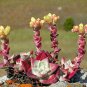 Dudleya cymosa Succulents Garden Plants 20 PCS Seeds