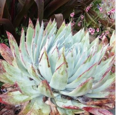 Dudleya lanceolata Succulents Garden Plants 20 PCS Seeds