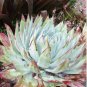 Dudleya lanceolata Succulents Garden Plants 20 PCS Seeds