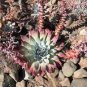 Dudleya lanceolata Succulents Garden Plants 20 PCS Seeds