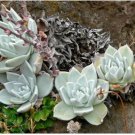 Dudleya Mix Succulents Garden Plants 20 PCS Seeds Dudleya Mix Succulents Garden Plants 20 PCS Seeds