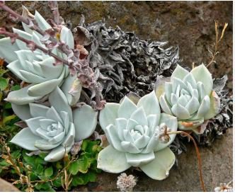 Dudleya Mix Succulents Garden Plants 20 PCS Seeds